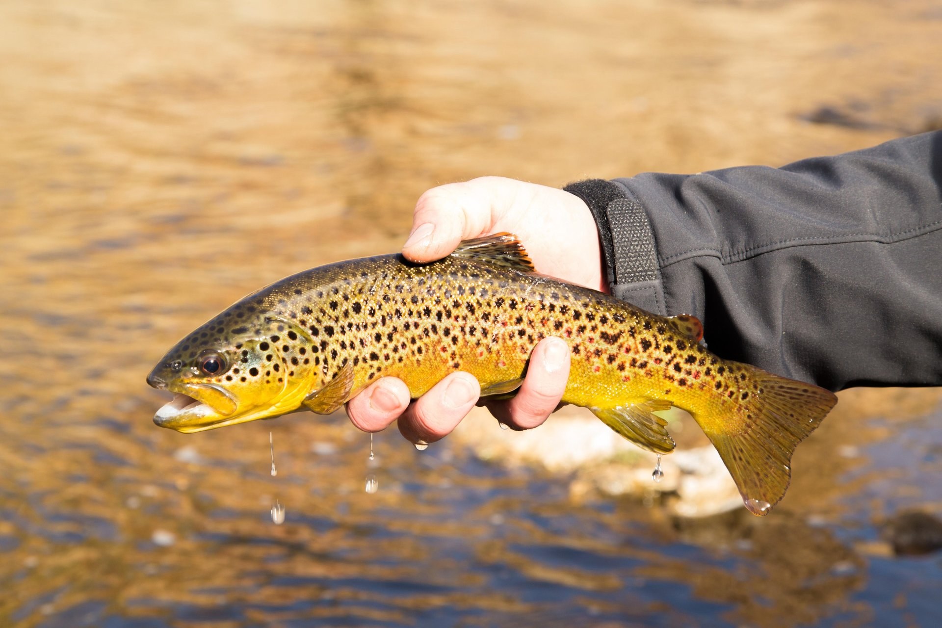 Trout
